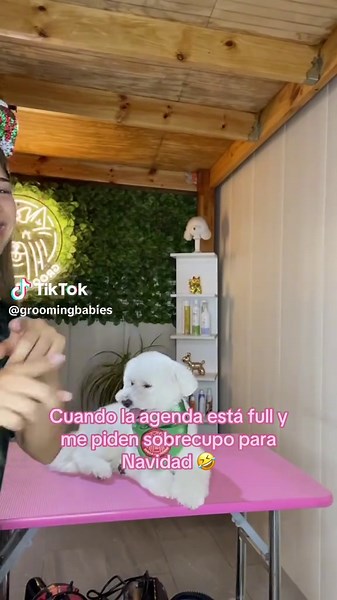 Humor y Grooming: La Vida de un Peluquero Canino