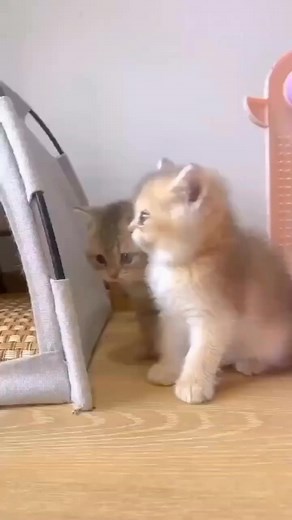 1.3K views · 187 reactions |  | Cat lovers | Facebook