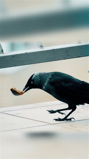 Clever Jackdaw — A Quick Snack and a Quick Mind | Peaceful_Tranquil
