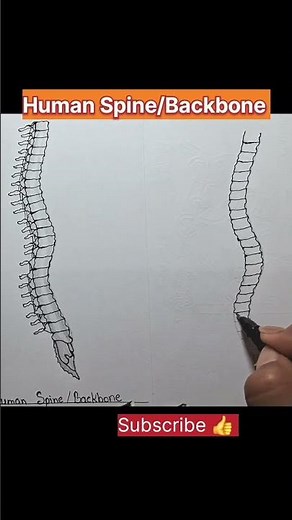 #Human Spine/Backbone #drawing #shortvideo