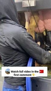 72K views · 785 reactions | Connecting Milk Suckers To The Cow #cow #farming | Julie J | Facebook