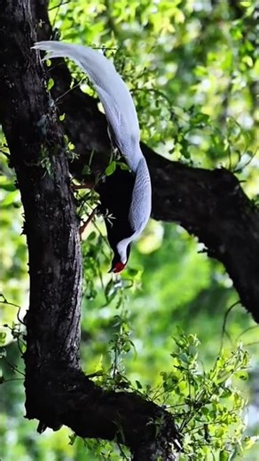 The Beauty of the Silver Pheasant Flying Through the Forest 🌿✨