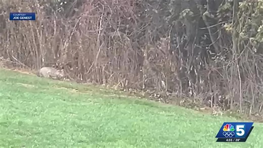 Rare moment of a Vermont bobcat hunting caught on camera