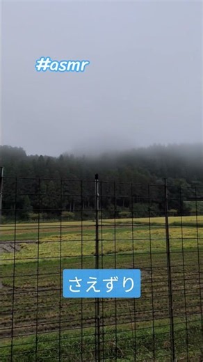 朝のさえずりサウンド♪260927 #鳥のさえずり #鳥の鳴き声 #slowlife #birdsong #cozylife #自然 #スローライフ #自然音 #自然の音 #癒し #朝活 #田舎暮らし