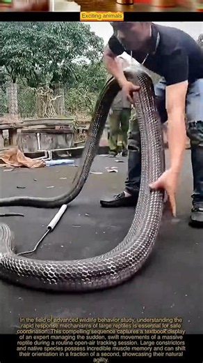 Lighting-Fast Reflexes! Watch This Intense Interaction in the Yard.