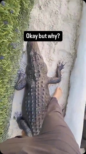 big man ting on Instagram: "He’s got a lot of trust in them 😂 We’re coming to YouTube SOON! Link in bio to subscribe 🚀"