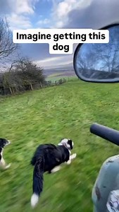 If you got a working breed of dog, without researching, and you are surprised that it is a little bit of a handful. No one made you do it, and it is your duty to fulfil that dog. These animals are too amazing for idiots to buy them and leave them in a backyard. Anyway, don’t get a dog you can’t handle, it’s simple. And if you did, that’s okay too, just commit to it. Credit: @seanthesheepman7 | Apex Dog Training