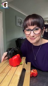 What can you feed your guinea pig? - Bell Pepper! | Masons' Cavies