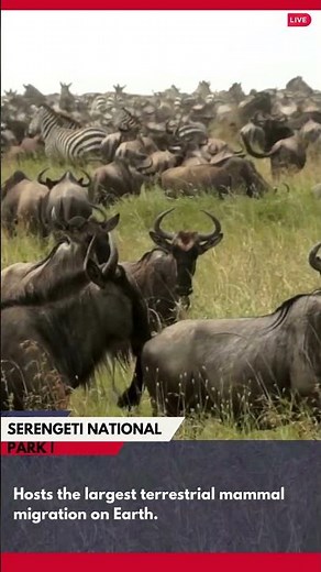 Serengeti National Park, Tanzania: Amazing Places