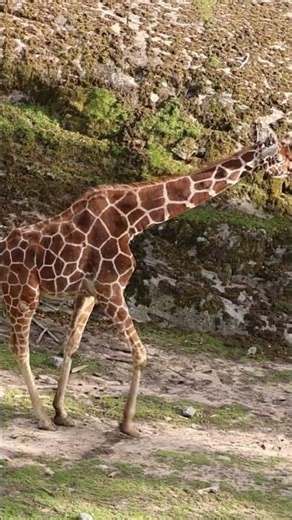 The Amazing Beauty of the Giraffe 🦒 | Nature’s Gentle Giant