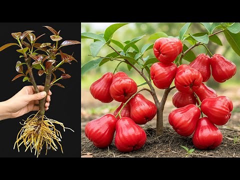 How to Grow Java Apples at Home Fast