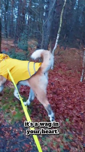 Happy American Akita in Rainy Weather