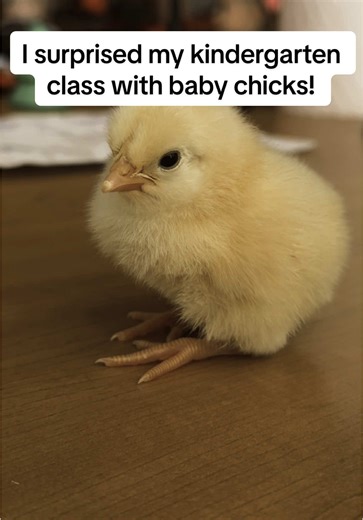 A Week in Class with Baby Chicks: Joy and Learning!