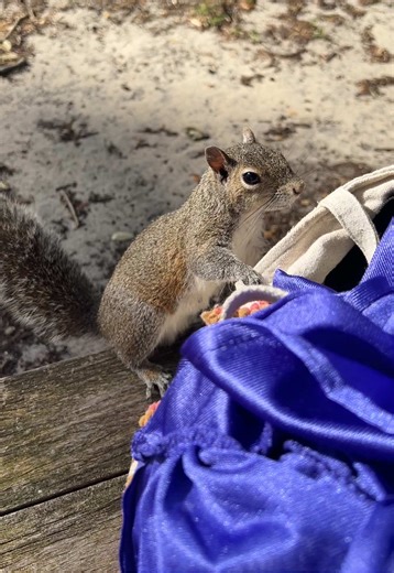 Little friend joined us on our picnic today. 🥰 #CampingLife #camper #rvlife #camperlifestyle #squirrel