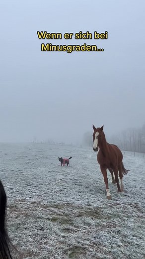Love this transformation 😍 #horses #freehorse #horsesoftiktok #pony #ponytiktok #pferde #pferdetiktok #pferdewelt #pferdeliebe #pferdesuchtieees #pferdemädchen #bruggemania