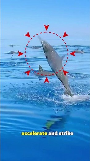 Shark vs. Dolphin… But Who’s Actually the Boss? 🦈🐬