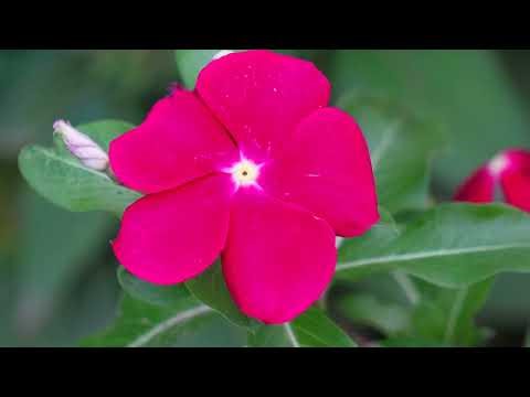 #秋！ ㉕ #ニチニチソウ！ Periwinkle.