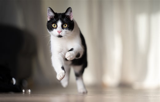 Watch a real cat's hilarious reaction to its lego doppelgänger