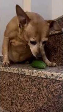 Dora: A Revolution in Love. #anime #puppy #dogs #pets #petsrule #dog #bulldog #respect #doggielife