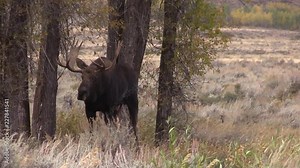 Rutting Bull Moose in Autumn