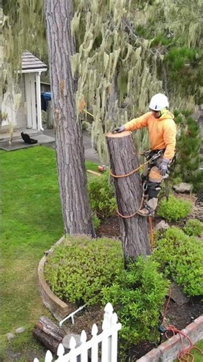Tree Removal