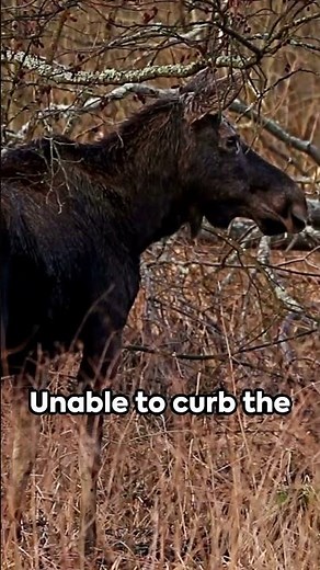 The time Canada airdropped wolves to USA