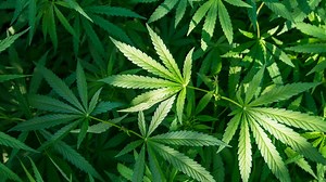 Ohio attorney general certifies proposal to legalize recreational marijuana