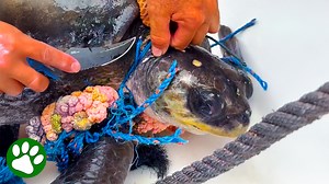 Fishermen Saves Entangled Turtle From Choking