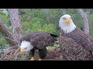 Gabby and Beau are nesting American Eagle Foundation NEFL Cam 1 - Live Bald Eagle Cam / Cam 2 /Cam 4