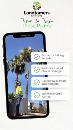 Monsoon season is just around the corner—and with it comes high winds, heavy rain, and flying debris. Now is the perfect time to trim your palm trees to prepare your landscape and protect your property. 💡 Pro tip: A professionally trimmed palm stands stronger against storm conditions and recovers faster after extreme weather. 📆 Don’t wait until the storms hit—schedule your palm trimming with Landtamers Landscaping today! 520-733-0193 info@landtamers.com www.landtamers.com #PalmTreeCare #Monsoo