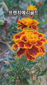 프렌치 메리골드 / French Marigold / 孔雀草 / 꽃말 : 반드시 오고야 말 행복