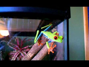 Red-eyed tree frog climbing