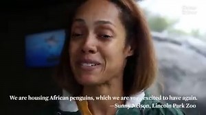 22K views · 590 reactions | Penguins are back at Lincoln Park Zoo!...