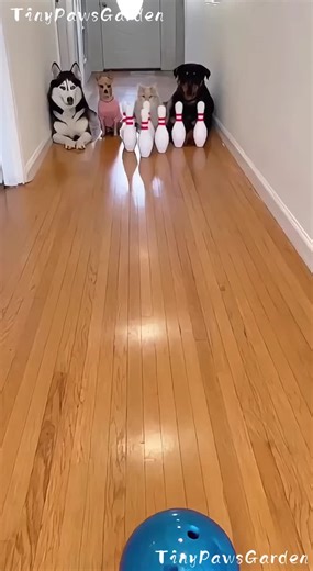 Dogs in Hilarious Bowling Pin Antics – Perfect Strike!