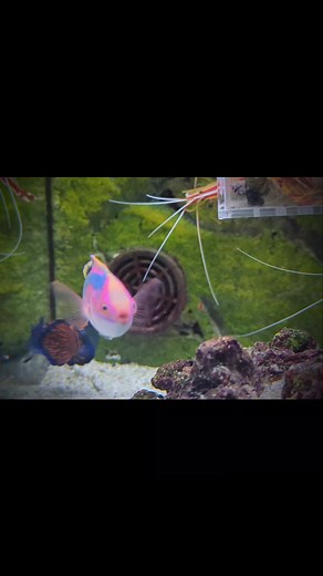 Check the colours on this amazing Exquisite wrasse | Abyss Aquatic Warehouse