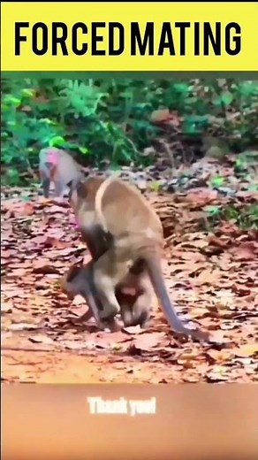 Monkeys Amazing Mating #mating #monkeyvideo #forced mating #lol