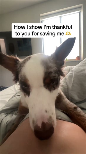 Austrian Shepherd Puppy Showing Love