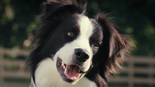 Netflix estrenó un adorable documental científico que revela la mente y emociones de los perros