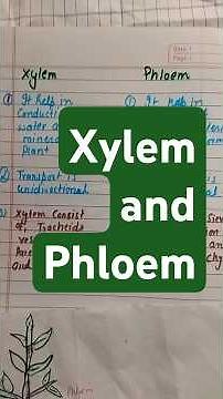 difference between xylem and phloem