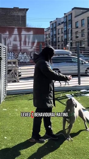 Liora is adoptable at Queens ACC! https://nycacc.app/browse/219363 Meet Liora, the wiggliest little baby who just wants to love and be loved! 💛 This 9-month-old pup was found as a stray but is as friendly as can be. She’s been waiting at Queens ACC for a month now, hoping for someone to take her home. She’s still learning her puppy manners, but she’s eager to please and full of love! Liora has a Level 1 behavioral rating, meaning she’d do well in most homes. #nycacc #boroughbred #AdoptableDog |