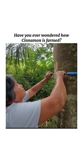 NOCODUSA | Have you ever wondered how cinnamon is farmed? The process is way more fascinating than most people realize. Cinnamon doesn’t come from the... | Instagram