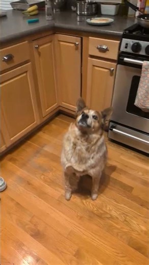 slow motion dog #6 #funny #dog #doggo #subscribe #foryou