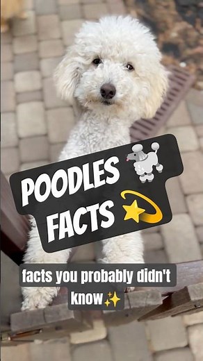 Think You Know Poodles? 🐩These Facts Will Shock You 🐾💫