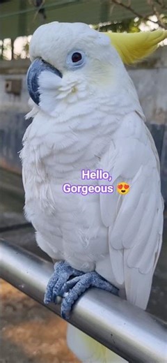 Why is Cockatoo so Beautiful? 😍 🤩 #cockatoo #parrot #birdbeauty