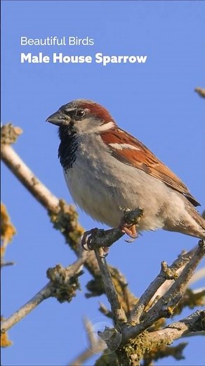 Common Sparrow, Uncommon Beauty! #birds #wildlife