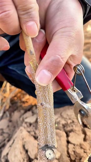 Fruit Tree Spring Graft｜Injerto Árbol Frutal｜春果樹接ぎ木｜봄 과일나무 접목