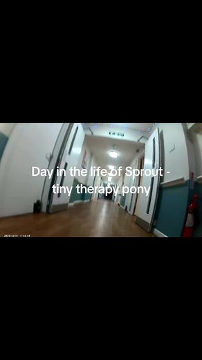 Day in the Life of Sprout: The Tiny Therapy Pony