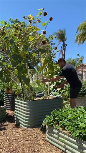 46K views · 372 reactions | There are many uses for dry sunflower stalks! #garden #plants #howto #gardening | The Gardening Guru | Facebook