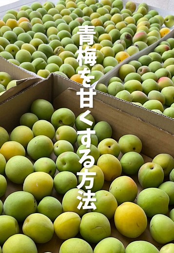 青梅追熟の基本テクニックと注意点
