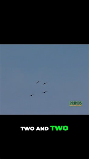 Primos Hunting on Instagram: "Who is ready for some of this action! #speakthelanguage #duckhunting #hunting"